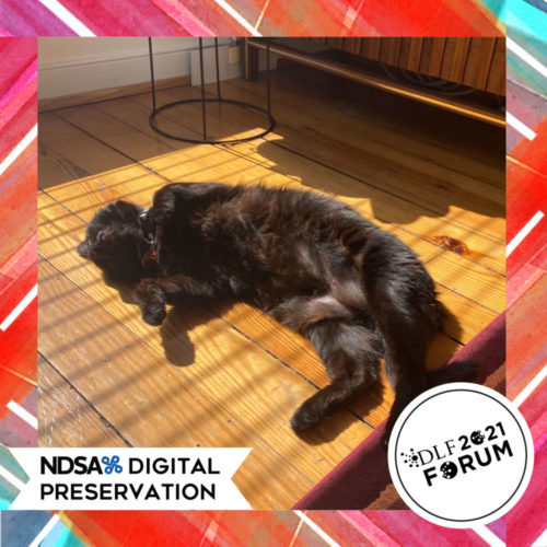 A cat sleeping in the sun with the CLIR photo booth frame around the photo.